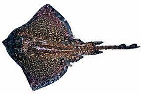 Raja clavata_05.jpg